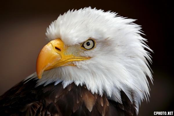 American eagl-FLF BRONZE MEDAL.jpg