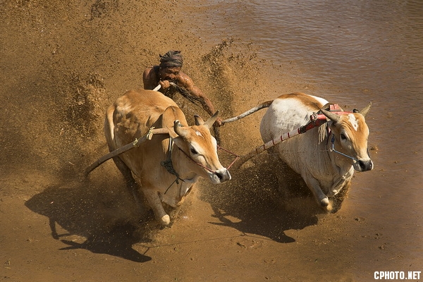 bull race 1932-FCF BRONZE MEDAL.jpg