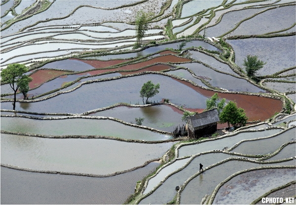 Rice terrace walk-FLF BRONZE MEDAL.jpg