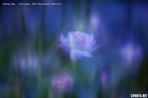 张辉彩色自由组Blossom.jpg