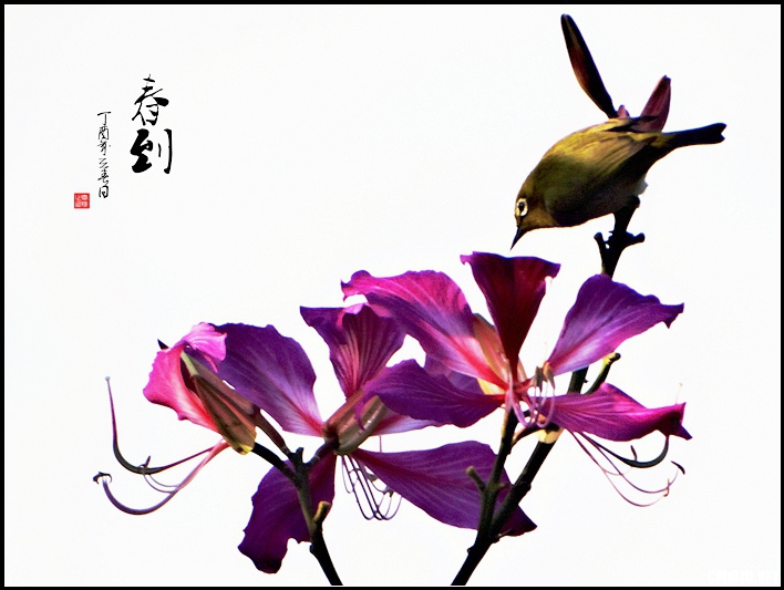 春到.jpg
