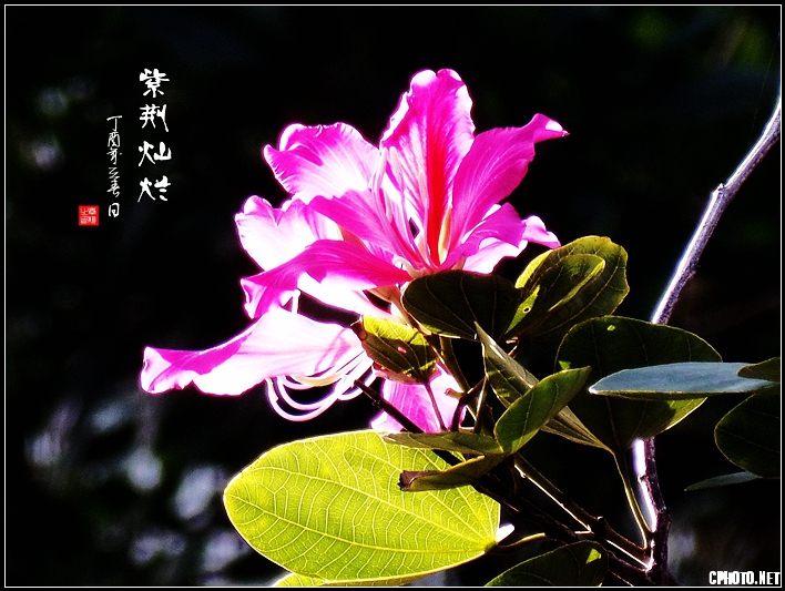紫荆灿烂.jpg