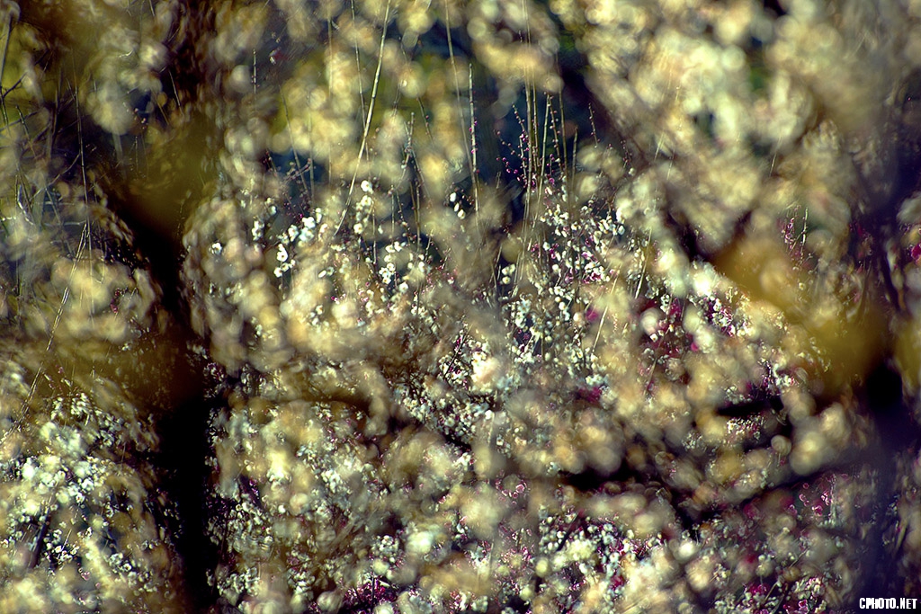 DSC_3236.jpg
