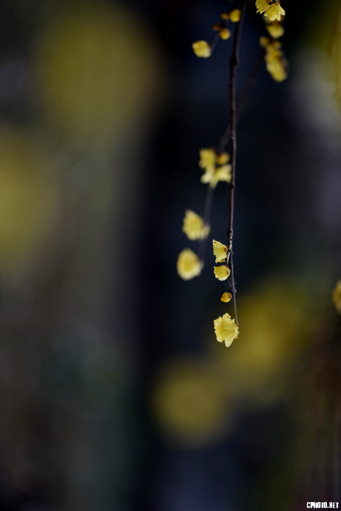 DSC_3816_副本.jpg
