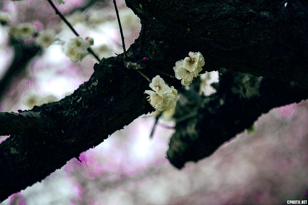 DSC_5929-恢复的.jpg