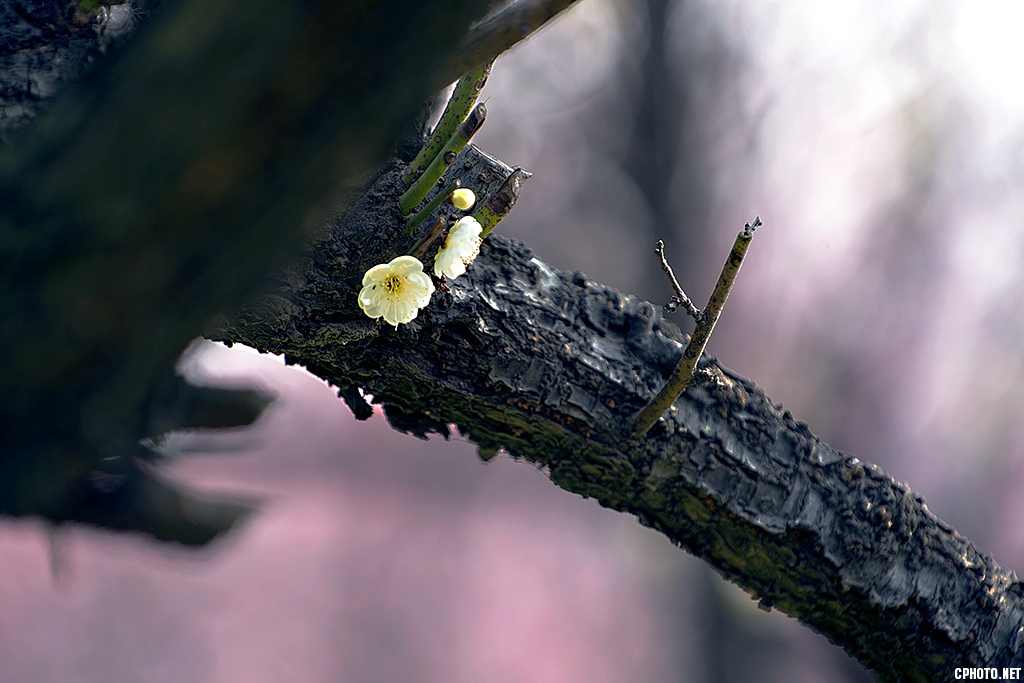 DSC_6151.jpg