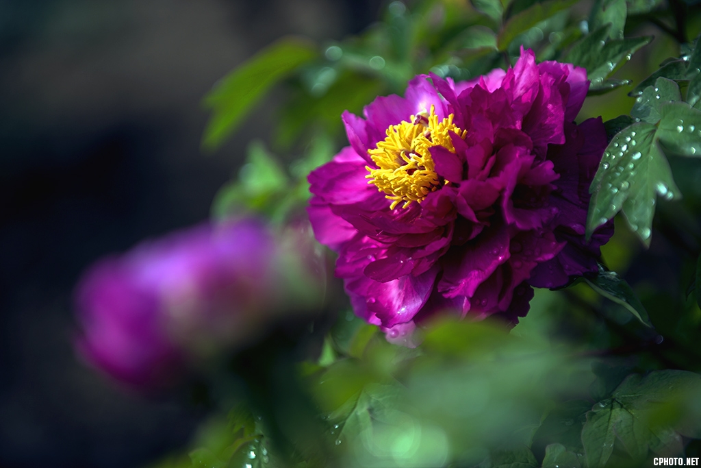 DSC_9207.jpg