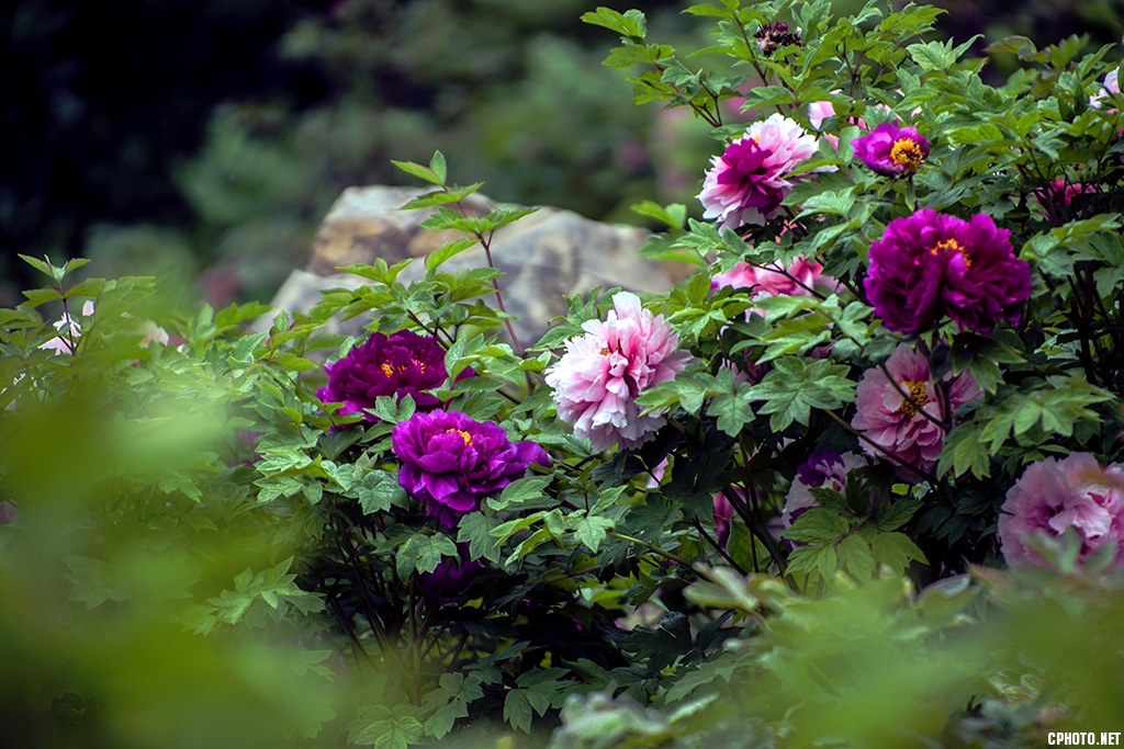 DSC_9433.jpg