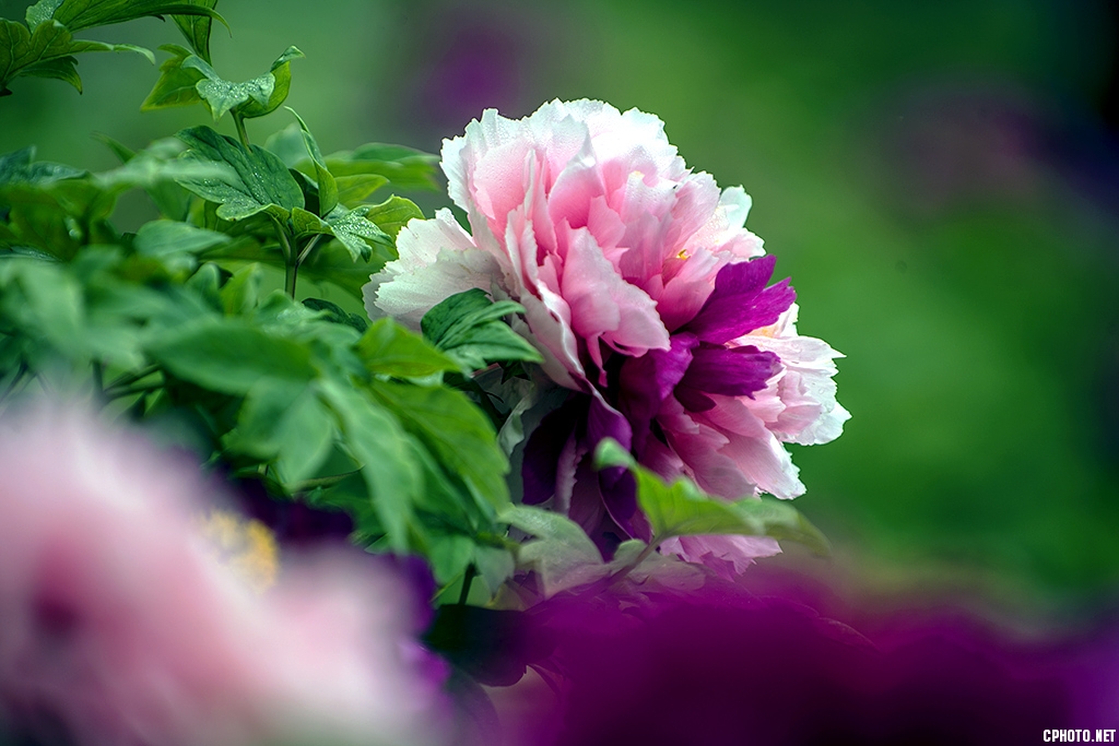 DSC_9443.jpg