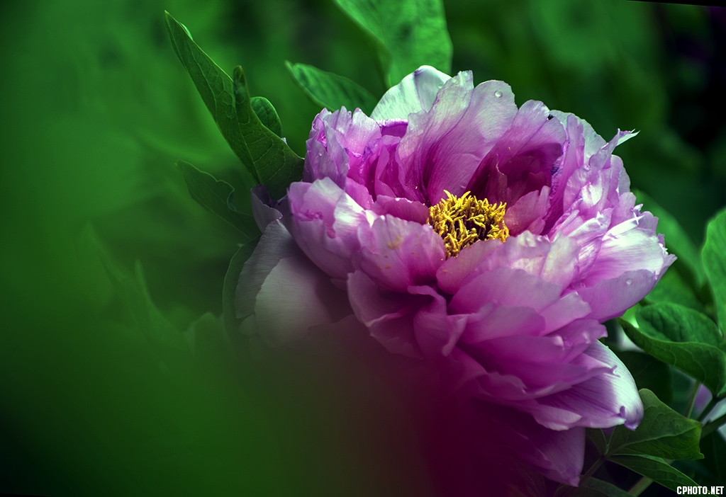 DSC_9940.jpg