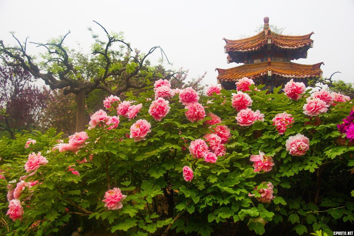 洛阳牡丹 (7)_副本.jpg