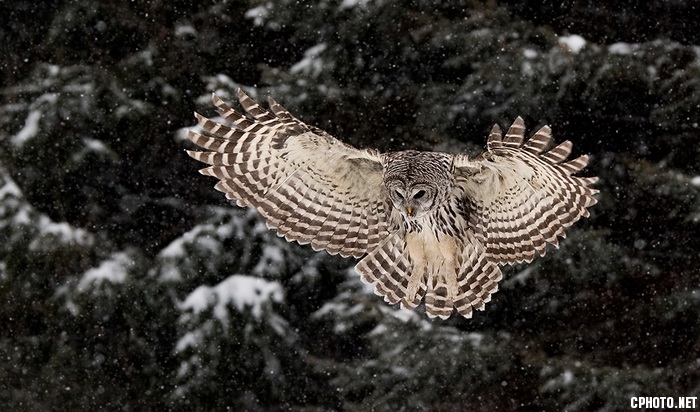 Barred owl Hunting_调整大小.jpg