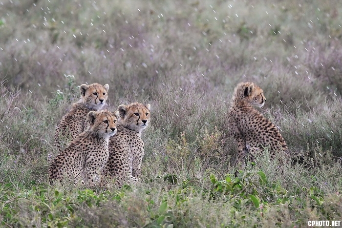 Cheetah Siblings_调整大小.jpg