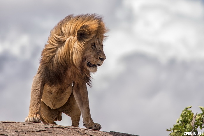 The King of savannah_调整大小.jpg