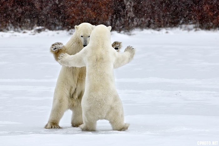 White dance - Canada_调整大小.jpg