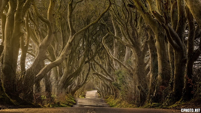 Dark Hedges, Antrim_调整大小.jpg