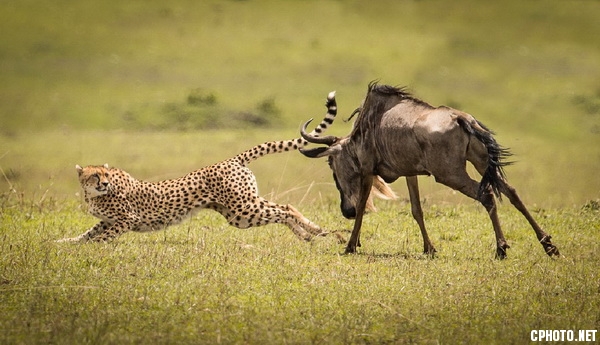 Cheetah and wildebeest_調整大小.jpg