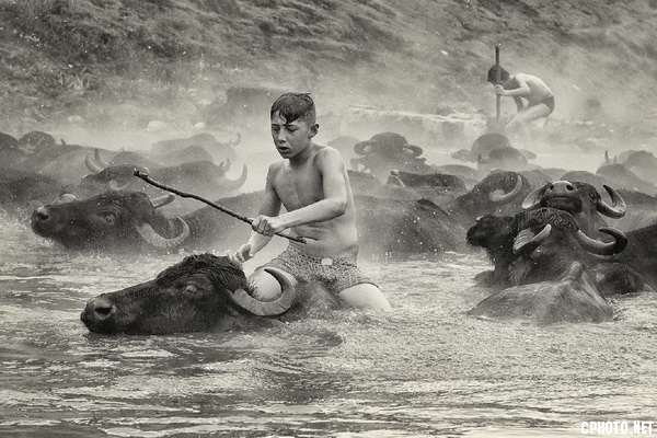 water buffalo riders_調整大小.jpg