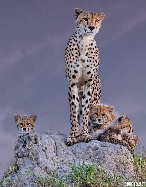 cheet with cubs at dawn_调整大小.jpg
