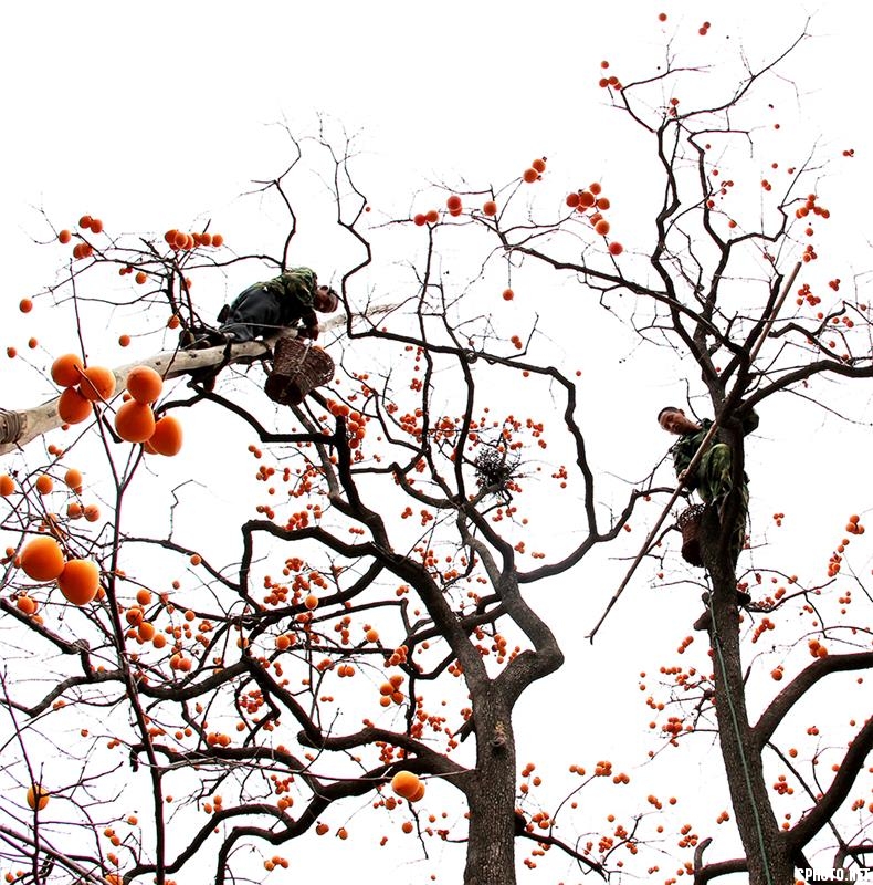 Picking persimmons.jpg