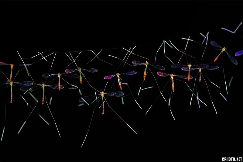 craneflies.jpg