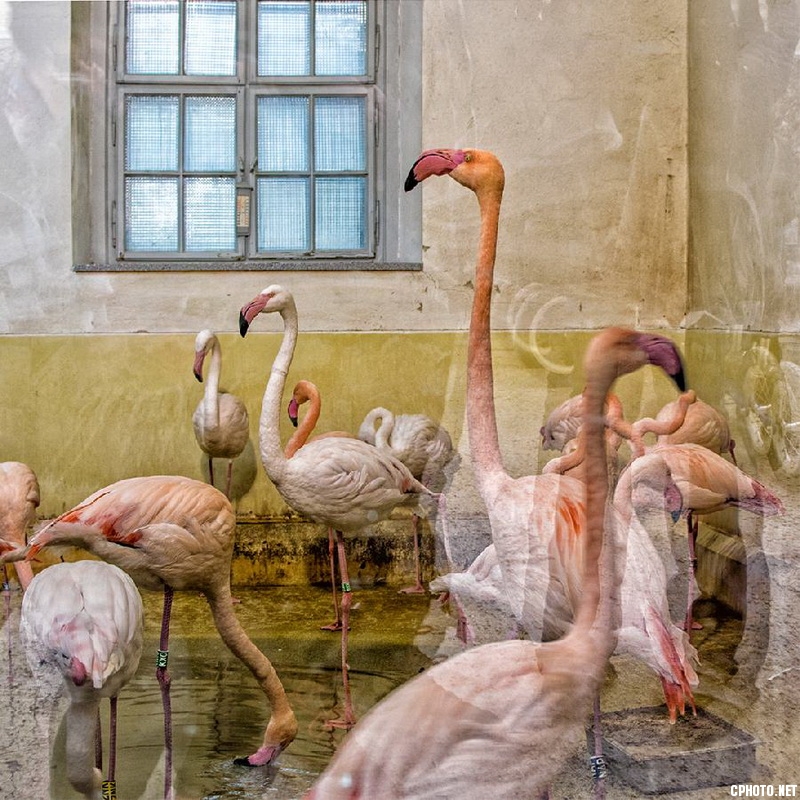 pink flamigos_调整大小.jpg