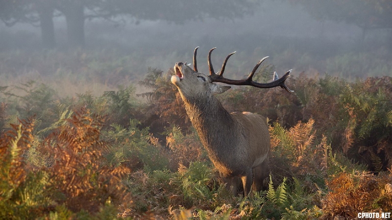 atag deer bellowing_调整大小.jpg
