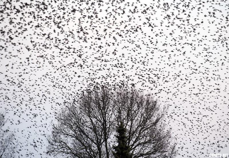 flock of starlings_调整大小.jpg