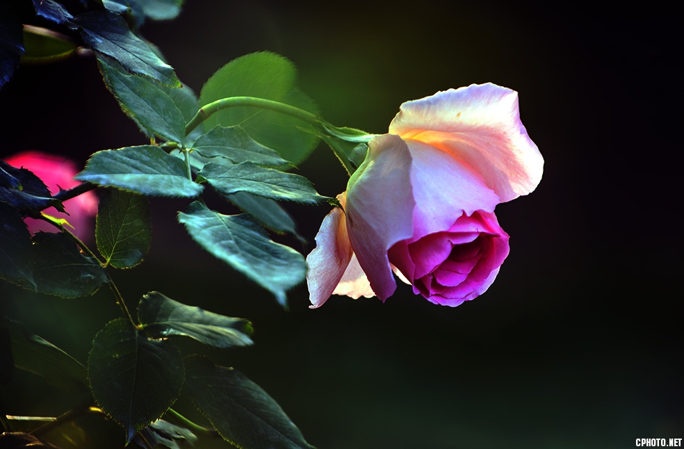 DSC_0364.jpg