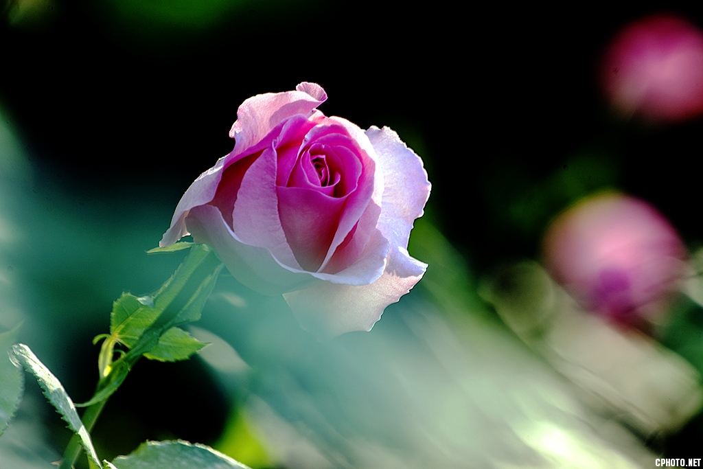 DSC_0388.jpg