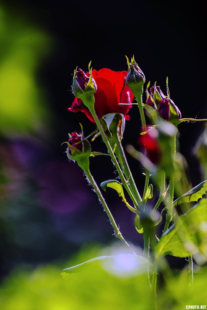 DSC_1078.jpg