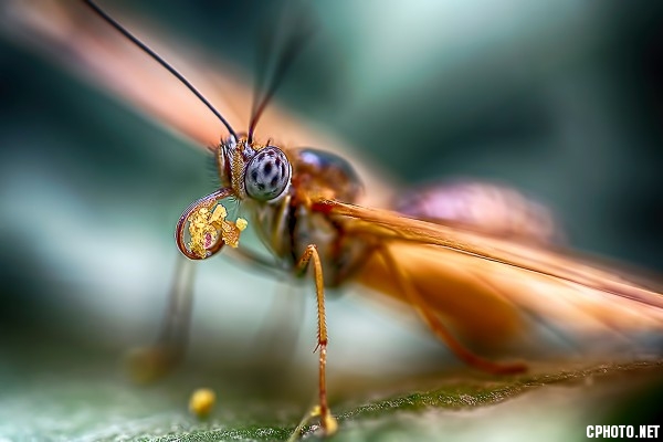 Butterfly23.jpg