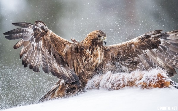 Golden Eagle Landing 05.jpg