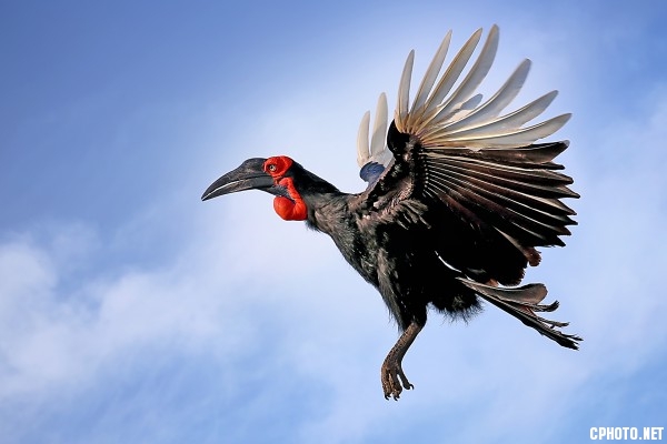 hornbill.jpg