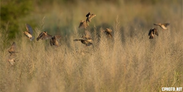 Quelea feeding.jpg