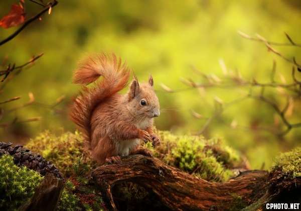 Squirrel meeting.jpg