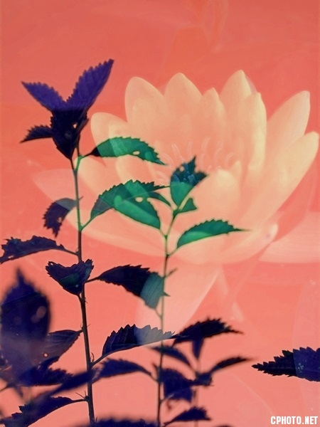 DSCF8128.JPG