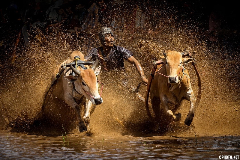 cow racing_调整大小.jpg