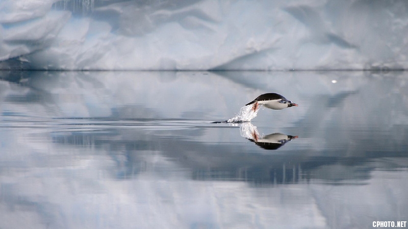 gentoo penguin porpoising_调整大小.jpg