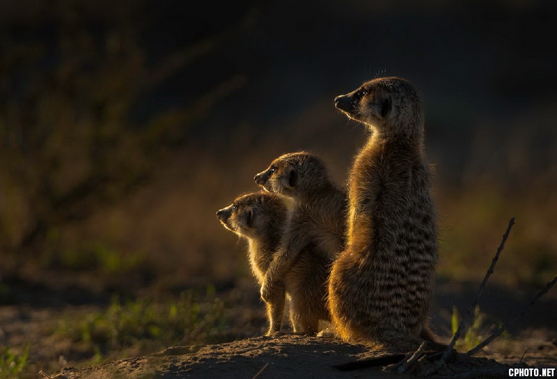 meerkat child love_调整大小.jpg