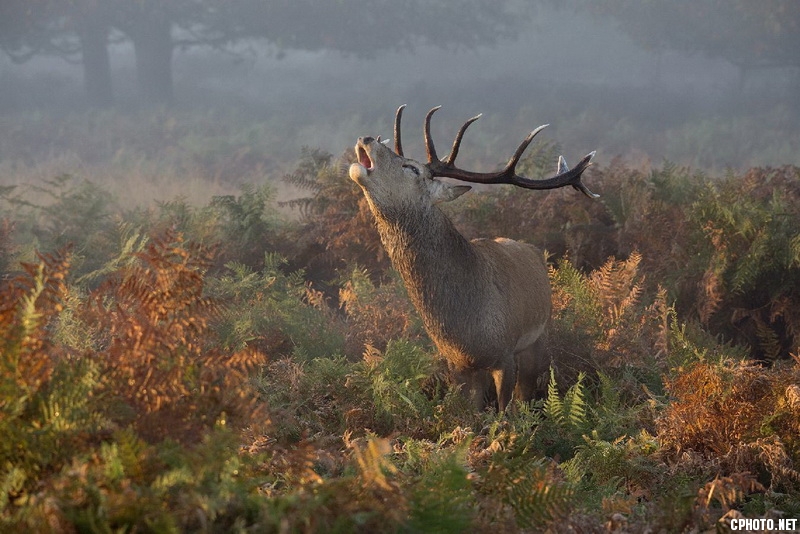 stag deer bellowing_调整大小.jpg