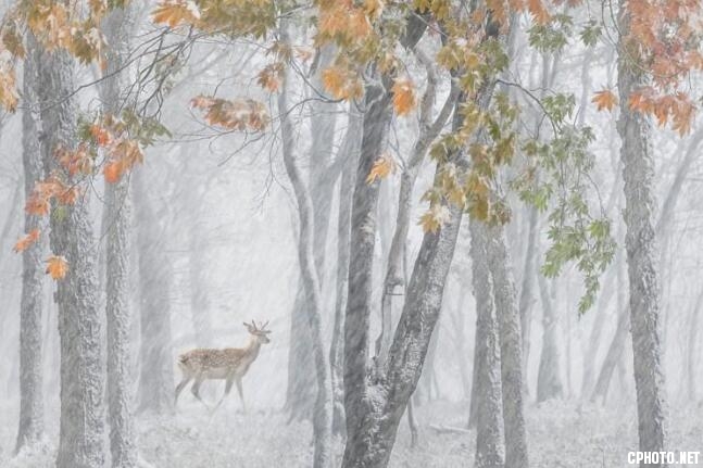 deer running.jpg
