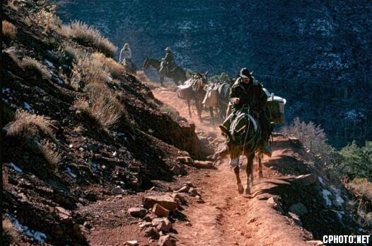 Mule Train.jpg
