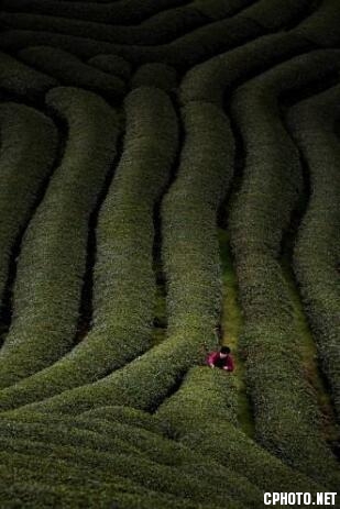 picking tea leaves.jpg