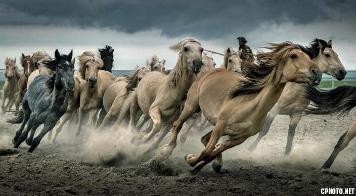 The horse bolted.jpg