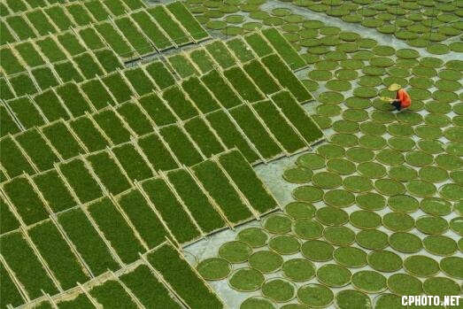 White tea garden.jpg