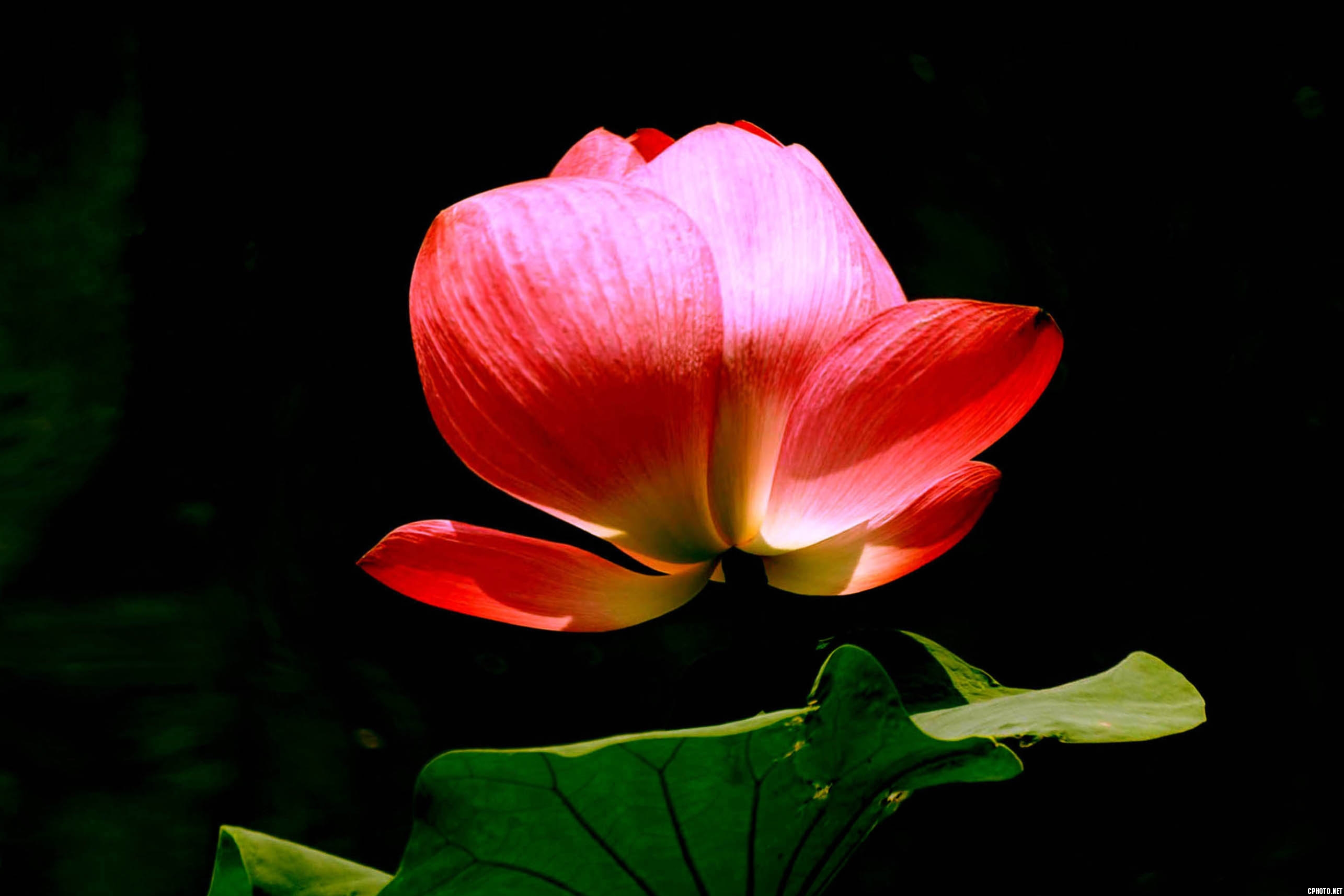 DSC00210.jpg