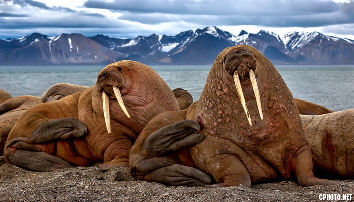 In the vastness of Arctic_调整大小.jpeg
