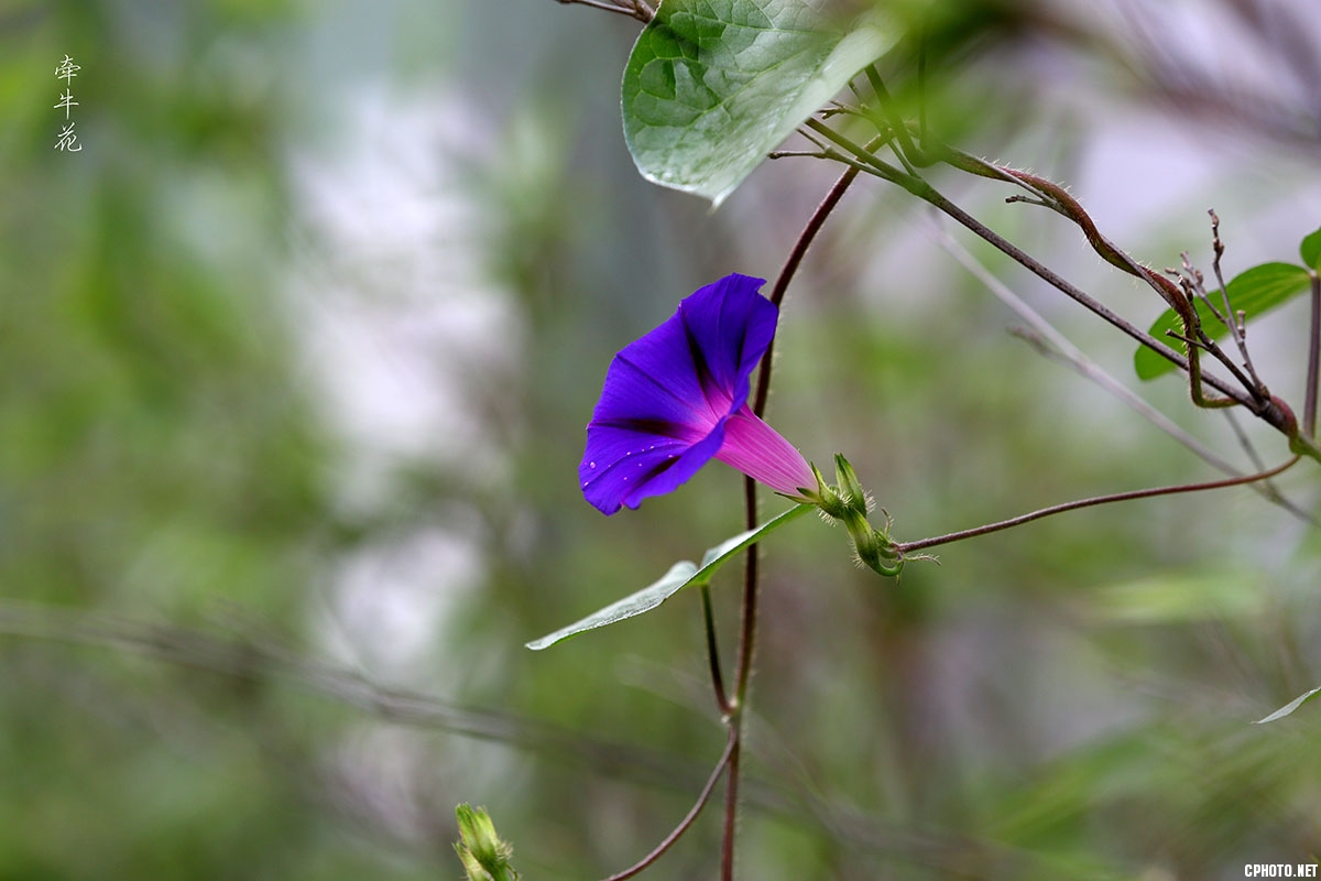小花