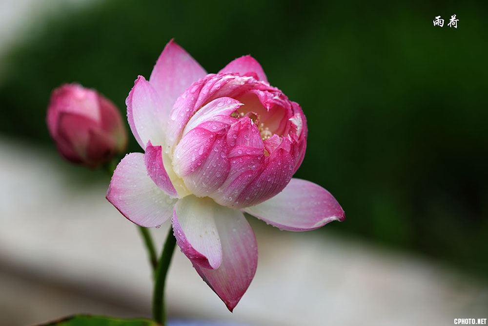 小花